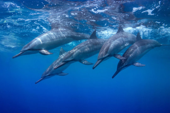 https://www.sciencedaily.com/images/2017/10/171016122201_1_540x360.jpg